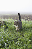Cat walking on grassy field