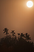 Tranquil view of silhouette trees against clear sky at sunset