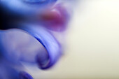 Close-up of purple flower petals over white background