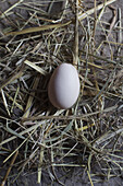Directly above shot of egg on dry grass