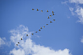 Flock of birds flying against cloudy blue sky
