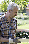 Mature man with crate of harvested cucumbers at vegetable garden