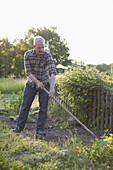 Mature man working in vegetable garden
