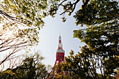 Low angle view of trees against Tokyo Tower