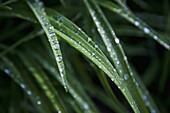 Raindrops on leaves