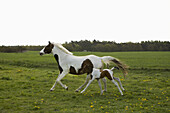 Horse and foal running in field