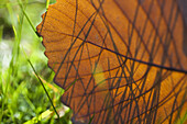 Close -up of autumn leaf