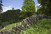 Wooden Fence in forest