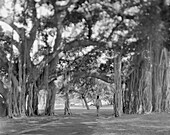 A woman walking through a forest of Banyan trees, Waikiki, Oahu, Hawaii