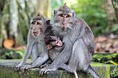 Affen mit Jungtier, Affenwald von Ubud, Ubud, Gianyar, Bali, Indonesien