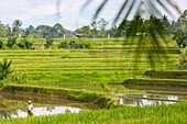 Farmer working in paddy field, sawah, near Ubud, Bali, Indonesia