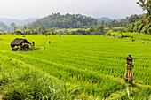 Schrein in einem Reisfeld, Iseh, Sidemen, Bali, Indonesien