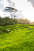 Rice terraces, Sidemen, Bali, Indonesia