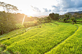 Rice terraces, Sidemen, Bali, Indonesia, Asia