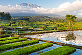 Tropical scenery with paddy fields, Gunung Agung, near Sidemen, Bali, Indonesia