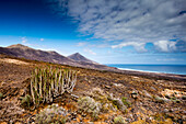 Landscape near Playa de Cofete, Jandia peninsula, Fuerteventura, Canary Islands, Spain
