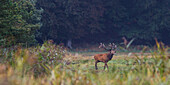 Rothirsch (Cervus elaphus), Darß, Nationalpark Vorpommersche Boddenlandschaft, Ostsee, Mecklenburg-Vorpommern, Deutschland