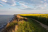 Rape field in blossom at the Baltic Sea, Schwedeneck, Daenischer Wohld, Rendsburg-Eckernfoerde, Schleswig-Holstein, Germany