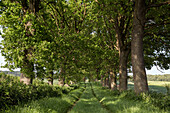 Tree-lined track, Altenhof, Eckernfoerde, Rendsburg-Eckernfoerde, Schleswig-Holstein, Germany