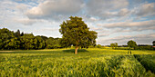 Field near schnellmark, Eckernfoerde, Rendsburg-Eckernfoerde, Schleswig-Holstein, Germany