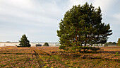 Heideblüte, Bienenstock, Wilsede, Bispingen,  Naturpark Lüneburger Heide, Niedersachsen, Deutschland