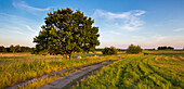 Landscape, Usedom, Mecklenburg-Vorpommern, Germany