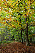 Kaltenhofer Moor (Hochmoor, Naturschutzgebiet), Dänischer Wohld, Rendsburg-Eckernförde, Schleswig-Holstein, Deutschland