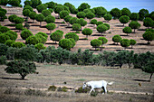 Landscape near Mertola, Alentejo, Portugal
