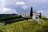 Weingut und Weinfelder zwischen Peso Regua und Pinhao, Dourotal, Norte, Portugal