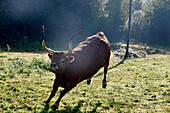 Young bull at Rio Lima, Minho, Northwest-Portugal, Portugal