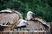 Geier, Greifvögelshow bei Miranda do Douro, Parque Natural do Duoro International, Tras-os-Montes, Nordost-Portugal, Portugal