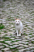 Katze in Montesinho im Parque Natural Montesinho bei Braganca, Tras-os-Montes, Nordost-Portugal, Portugal