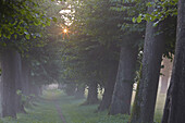 Lindenallee bei Nebel, Schlosspark Remplin, Mecklenburg Vorpommern, Deutschland