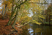 Autumn in Warnow Durchbruchstal near Eickhof, Sternberger Seenland Nature Park, Mecklenburg Vorpommern, Germany