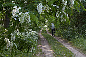 Blossoming Robinia along a path, Brandenburg, Germany