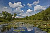 Waterlilies in Lake Plauer See, Nossentiner Schwinzer Heide Nature Park, Mecklenburg Vorpommern, Germany