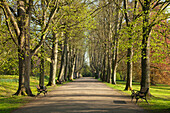 Alley of lime trees, Romberg park, Dortmund, North-Rhine Westphalia, Germany