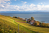 Blick über ein Weingut bei Meersburg auf den See, Bodensee, Baden-Württemberg, Deutschland