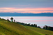 Morning mood at Lake Constance, view over a vineyard near Meersburg to the range of the Alps, Lake Constance, Baden-Wuerttemberg, Germany