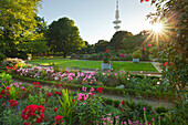Rose garden with the television tower in the background, Planten un Blomen, Hamburg, Germany