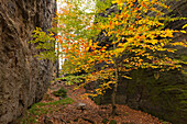 Wanderweg zwischen den Felsen im Bielatal, Nationalpark Sächsische Schweiz, Elbsandsteingebirge, Sachsen, Deutschland