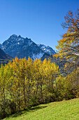Herbstlich verfärbte Bäume unter Piz Pisoc, Unterengadin, Engadin, Graubünden, Schweiz