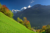 Herbstlich verfärbte Bäume auf Almwiese unter Bondascagruppe und Piz Badile, Bergell, Graubünden, Schweiz