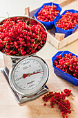 Weighing redcurrants, making jam, Hamburg, Germany