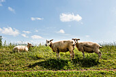 Schafe auf einem Deich, Sylt, Schleswig-Holstein, Deutschland