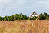 Blick über eine Wiese auf ein Reetdachhaus, Sylt, Schleswig-Holstein, Deutschland
