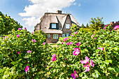 Blühende Heckenrosen, Reetdachhaus im Hintergrund, Keitum, Sylt, Schleswig-Holstein, Deutschland