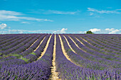 Lavendelfeld, bei Valensole, Plateau de Valensole, Alpes-de-Haute-Provence, Provence, Frankreich
