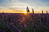 Lavendelfeld, bei Valensole, Plateau de Valensole, Alpes-de-Haute-Provence, Provence, Frankreich