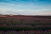 Lavendelfeld, bei Valensole, Plateau de Valensole, Alpes-de-Haute-Provence, Provence, Frankreich